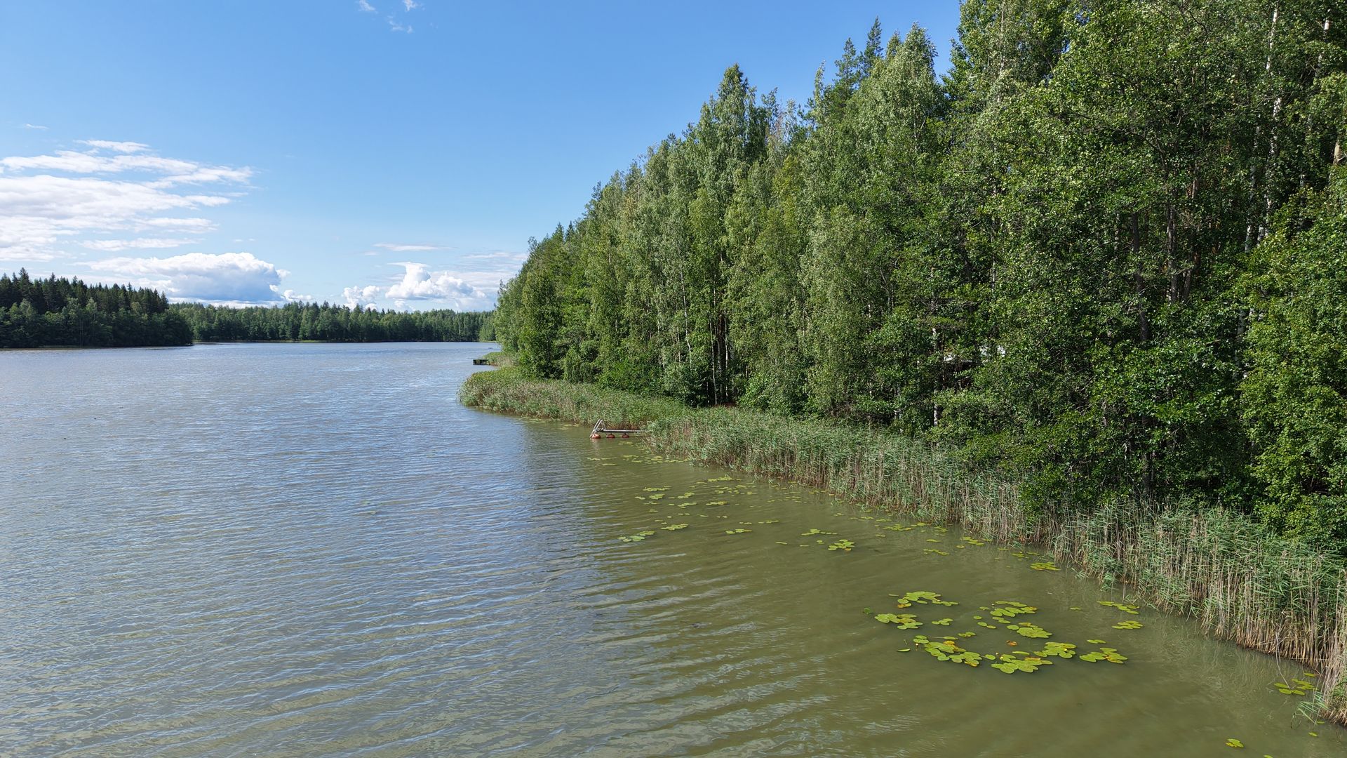Järvi peittyi paksuun levään kesällä Etelä-Savossa – vesistöasiantuntija: ”Järven hoidossa on siirrytty sairaanhoitoon”