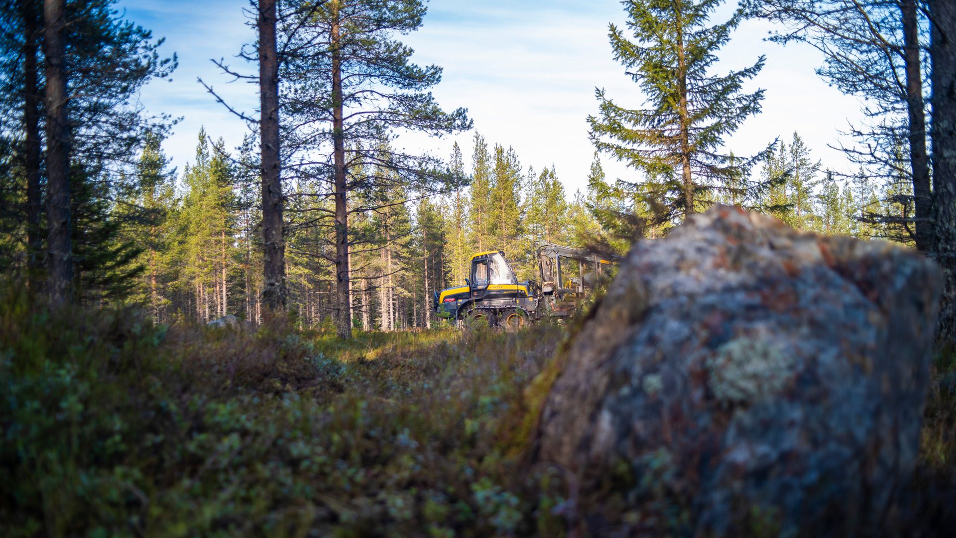 Metsän hinta nousi hieman, vaikka puu halpeni – Etelä-Savossa nousua yli 13 prosenttia