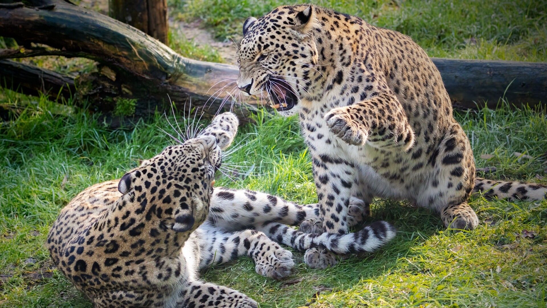Leopardi tappoi naisen Hollannissa
