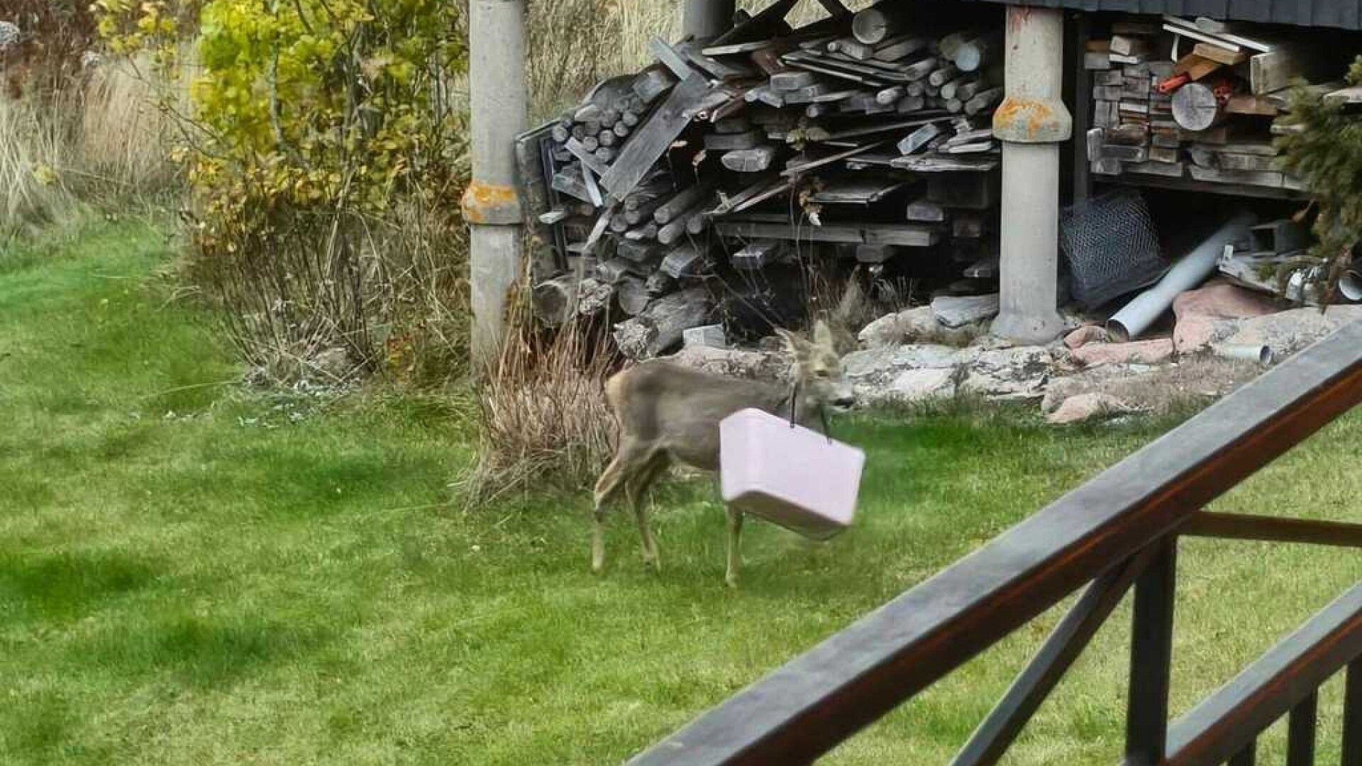 Kassikaulainen kauris käänsi katseita – kassi kävi kuolemaksi