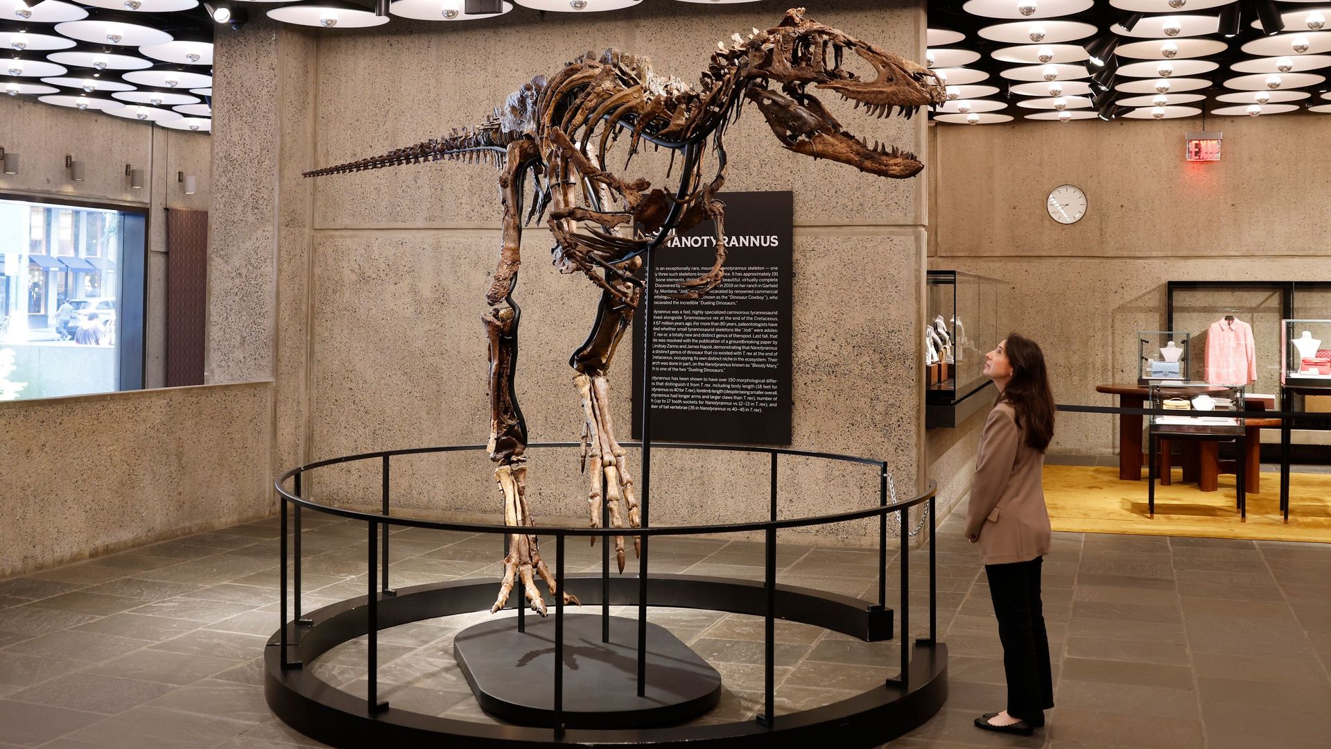 Harvinainen dinosaurusfossiili myytiin huutokaupassa 47 miljoonalla dollarilla