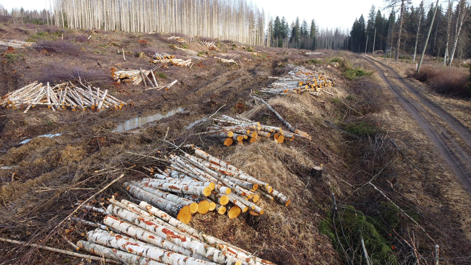 Lappeenranta hakkasi puut datakeskuksen tieltä – luonnonsuojelupiiri valmistelee asiasta rikosilmoitusta