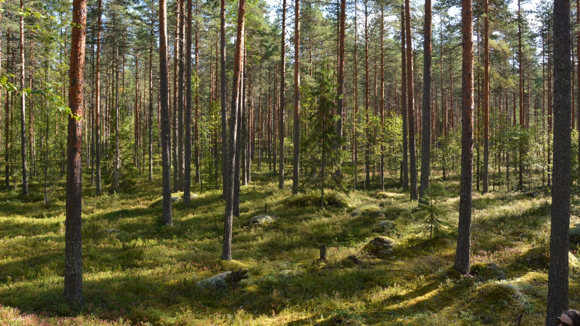 Harvinainen tilanne Pieksämäellä: Metsähallitus jäädytti hakkuut aktivistien vaatimuksesta