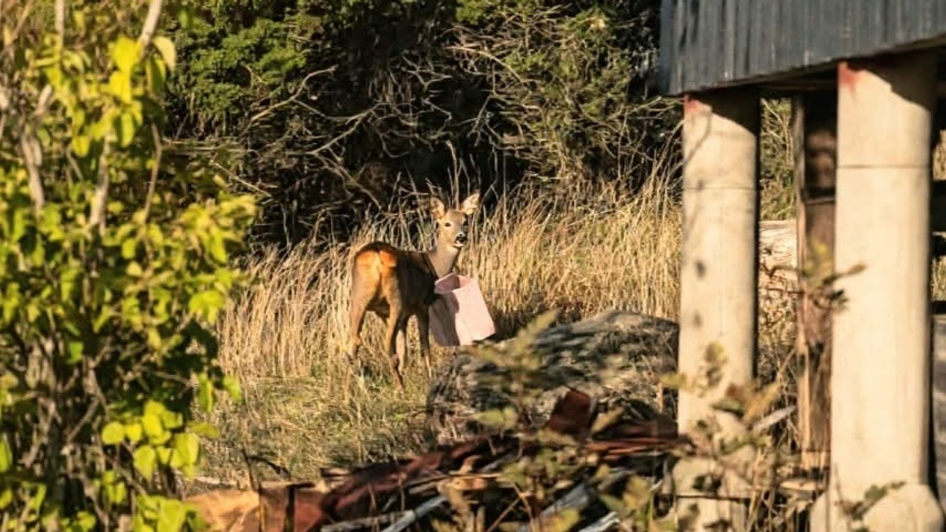 Ahvenanmaalla käsilaukkua kaulassaan kantanut metsäkauris on jouduttu ampumaan